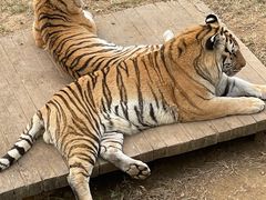 -大连森林动物园