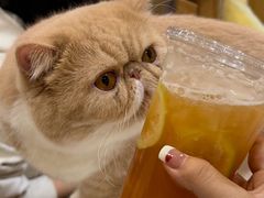 -滚猫咖啡·猫咖·猫友好撸猫(未来城店)