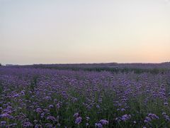 -光明小镇欢乐田园