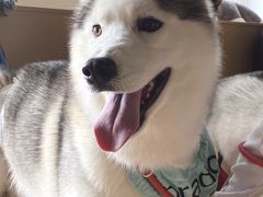 -Husky Go! 哈士奇体验馆·宠物咖啡厅狗咖