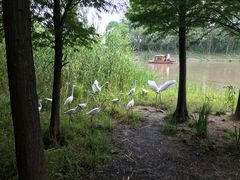 -溱湖国家湿地公园