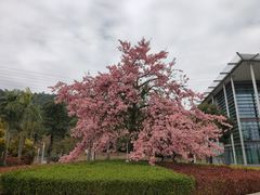 -中国移动南方基地