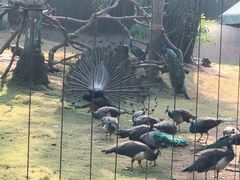 -深圳野生动物园