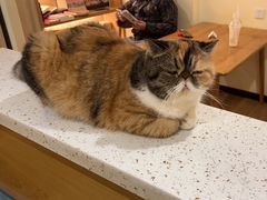 -滚猫咖啡·猫咖·猫友好撸猫(未来城店)
