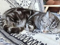-平行世界·猫咖(首经贸店)