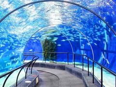 -上海海洋水族馆