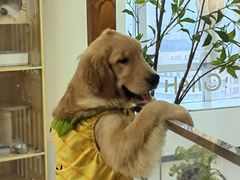 -共舞时光猫咖·狗咖(新街口店)