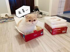 -佳怡动物医院·平价24小时·猫专科骨外科