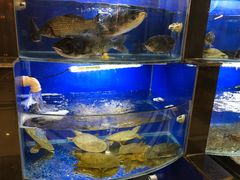 水产区-朱桥甲鱼馆(淮海西路店)