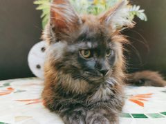 -十年猫舍·猫咪专门店(普陀店)