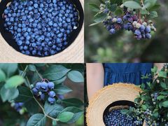 -金谷域澳洲庄园