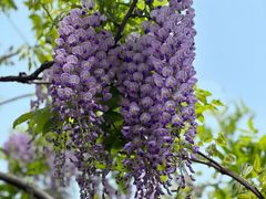 -嘉定紫藤园