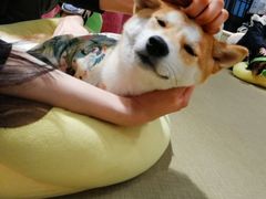 -逗柴咖啡屋·狗咖猫咖宠物桌游