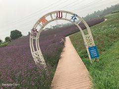 -紫颐香薰山谷景区