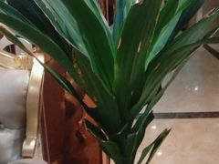 -御泉足浴SPA养生会所