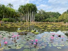 -中国科学院西双版纳热带植物园