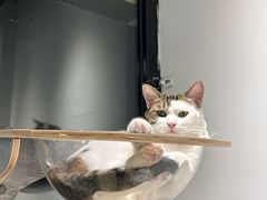 -废柴猫概念馆·桌游电玩卡牌(人广世茂店)