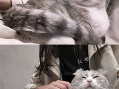 -猫儿山۰猫主题餐厅