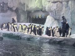 -帝企鹅自助餐厅•儿童岛•真企鹅(长隆企鹅酒店)