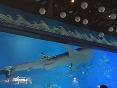 -烟台海昌鲸鲨海洋公园
