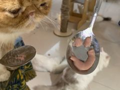 -平行世界·猫咖(首经贸店)