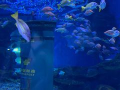 -海合安武汉极地海洋公园