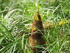 -杭州半山国家森林公园