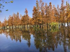 -白鹭湾湿地公园