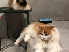 -猫儿山۰猫主题餐厅
