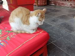 -龙华素斋(龙华路店)