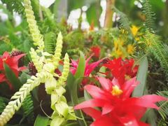 -上海鲜花港
