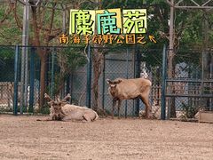 -北京麋鹿生态实验中心