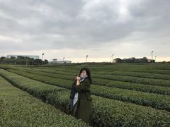 -雪绿茶博物馆
