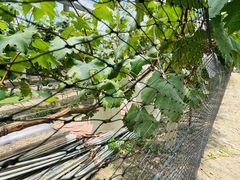 -马陆小张葡萄园农家乐