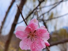 -鸡鸣汤包(广东路店)