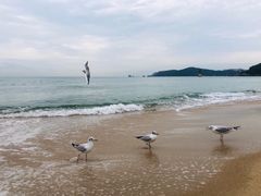 -海云台海滩
