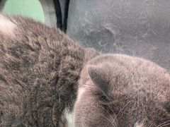 -利又安动物医院··老年病·猫科犬科·中兽医