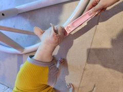 -藏猫猫咖啡主题馆(中央大道店)