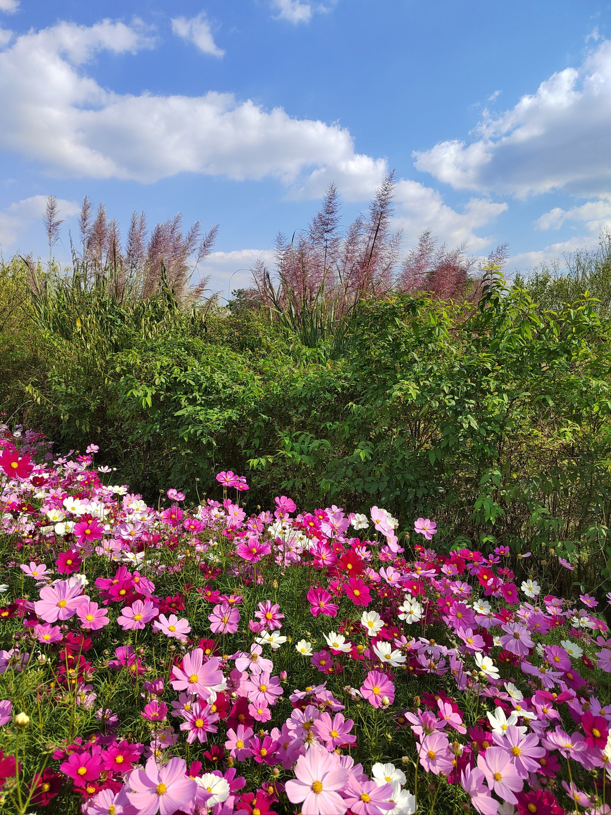 姹紫嫣红灿烂绚丽的花海