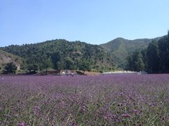 iphone_upload_pic-紫海香堤香草艺术庄园