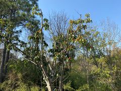 -昆山城市生态森林公园