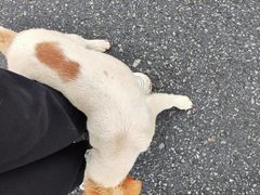 -狮麟驾校