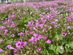 -汉长安城未央宫国家考古遗址公园