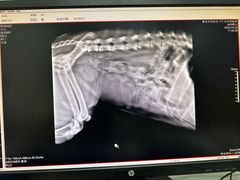 -小叮当动物医院·骨科·眼科