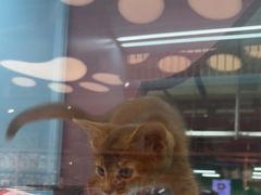 -FAELING PETS美天灵宠物(合生汇店)
