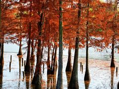 -白鹭湾湿地公园