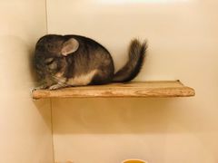 -龙猫仔乐园(惠福东路店)