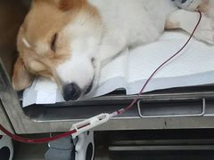 -申普宠物医院·眼科·心内科·影像科(普陀分院)