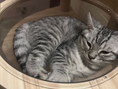 -北京观赏动物医院·24小时大型综合·猫专科·异宠专科