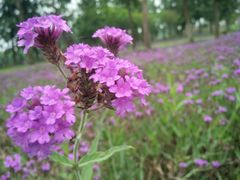 -白鹭湾湿地公园